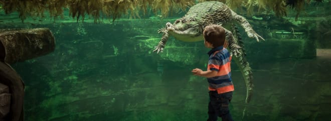 Chester Zoo Vouchers & Offers - August - Groupon