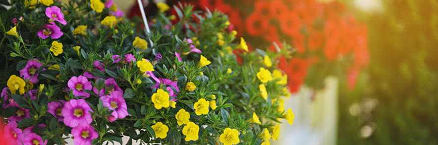 Enjoy 75% Discount on Selected Plant Orders in the Sale | Gardening Express Promo