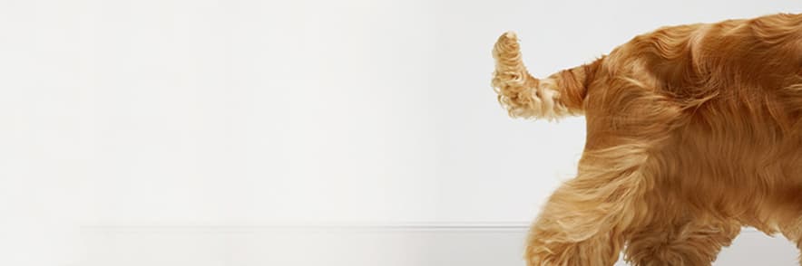 £30 E-Gift Card with New Multipet Policies (1 Per Policy) at John Lewis Pet Insurance