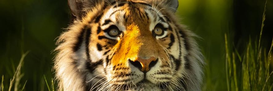 20% Discount on Restaurants and Gift Shops with Gold Memberships at Knowsley Safari Park