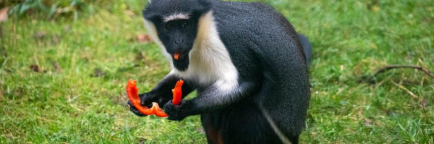 Children Under 3 Years Old Enjoy Free Entry at Paignton Zoo
