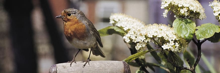 Gift Membership Starting from £5 a Month at RSPB