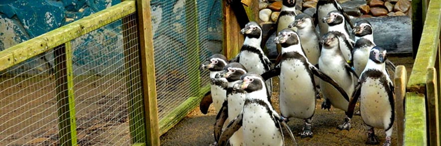 Enjoy Savings of up to 60% on Soft Play with Membership at Twycross Zoo