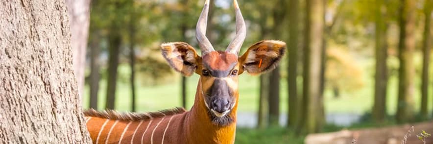Unlimited Entry with Annual Passes at Woburn Safari Park - Support the Park